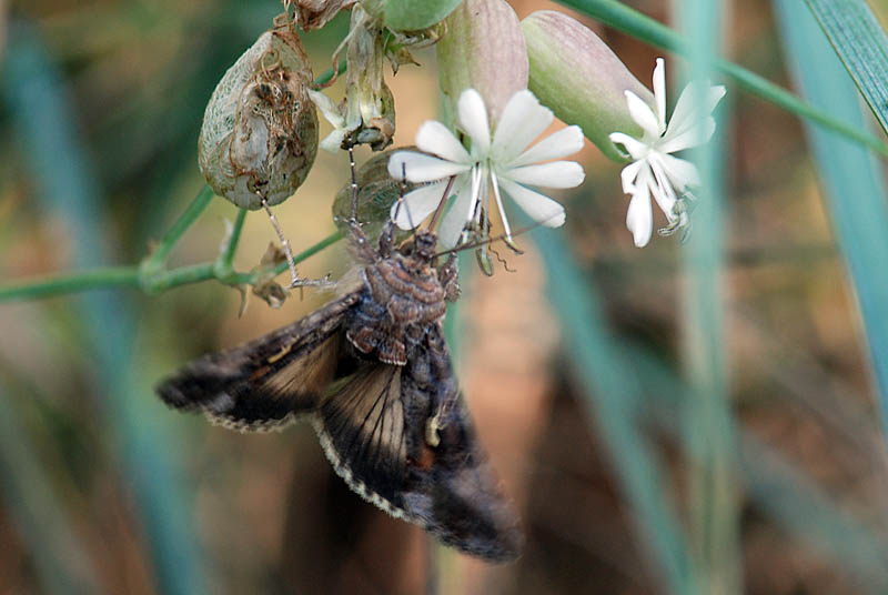 Autographa gamma